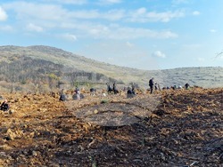 Стара Загора - Седми километър - залесяване