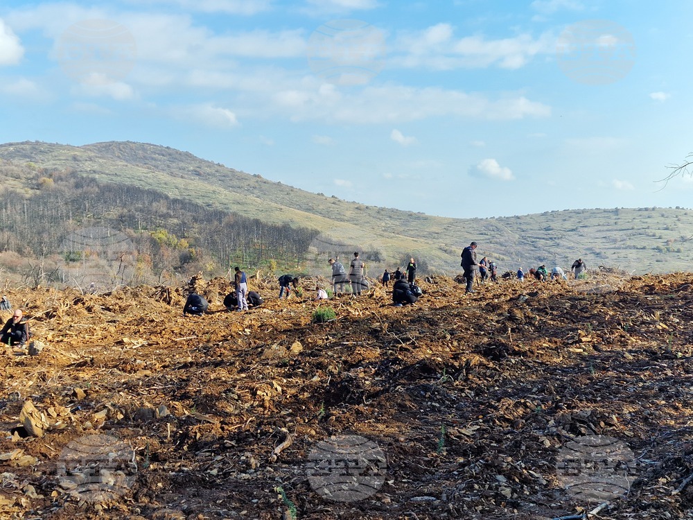 Стара Загора - Седми километър - залесяване