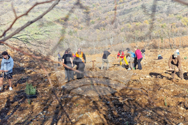 Стара Загора - Седми километър - залесяване