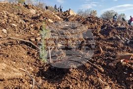 Стара Загора - Седми километър - залесяване