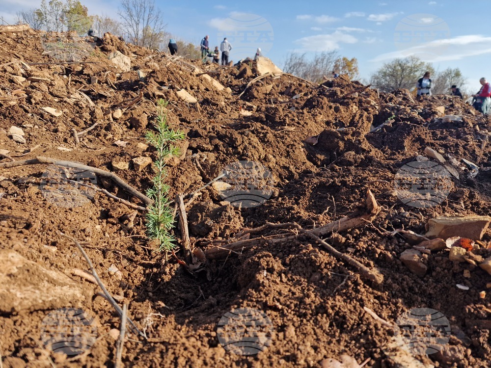 Стара Загора - Седми километър - залесяване