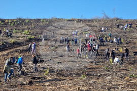 Велико Търново - Гарга баир - залесяване