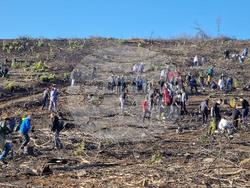 Велико Търново - Гарга баир - залесяване