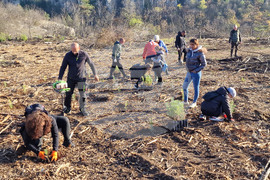 Велико Търново - Гарга баир - залесяване