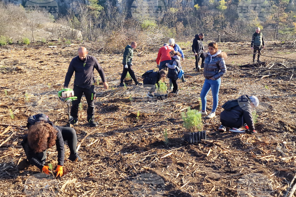 Велико Търново - Гарга баир - залесяване
