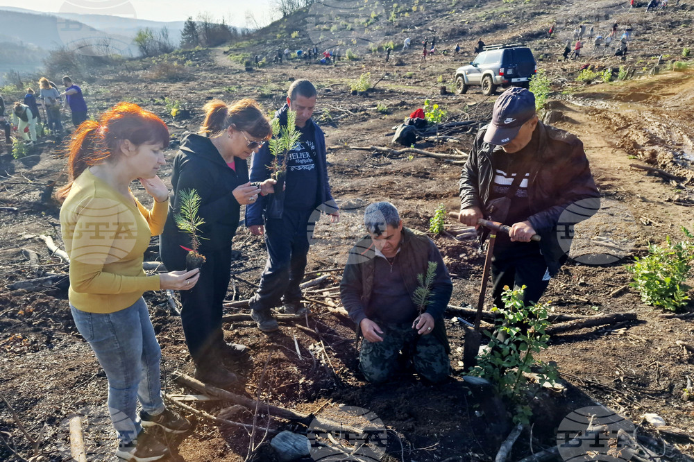 Велико Търново - Гарга баир - залесяване