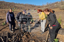 Велико Търново - Гарга баир - залесяване