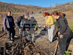 Велико Търново - Гарга баир - залесяване