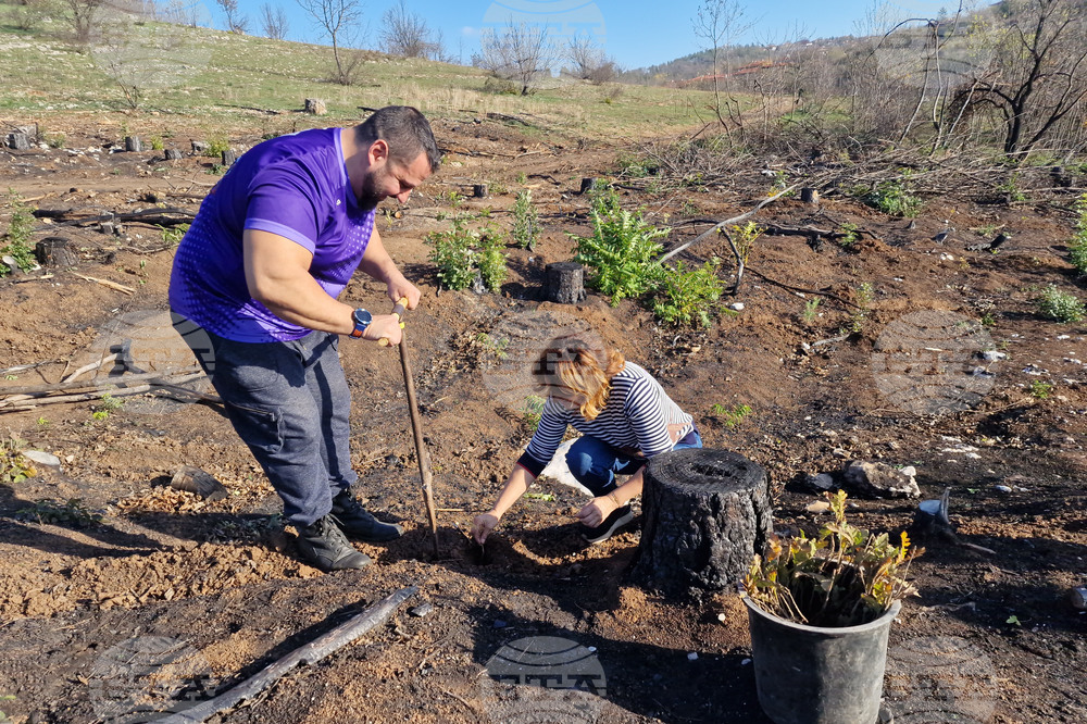 Велико Търново - Гарга баир - залесяване