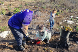 Велико Търново - Гарга баир - залесяване