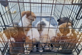 Пазарджик - футбол - Хебър - бездомни животни