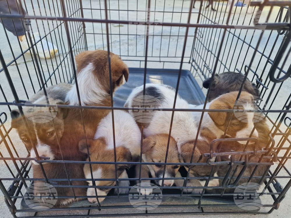 Пазарджик - футбол - Хебър - бездомни животни