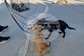 Пазарджик - футбол - Хебър - бездомни животни