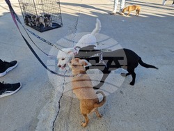 Пазарджик - футбол - Хебър - бездомни животни