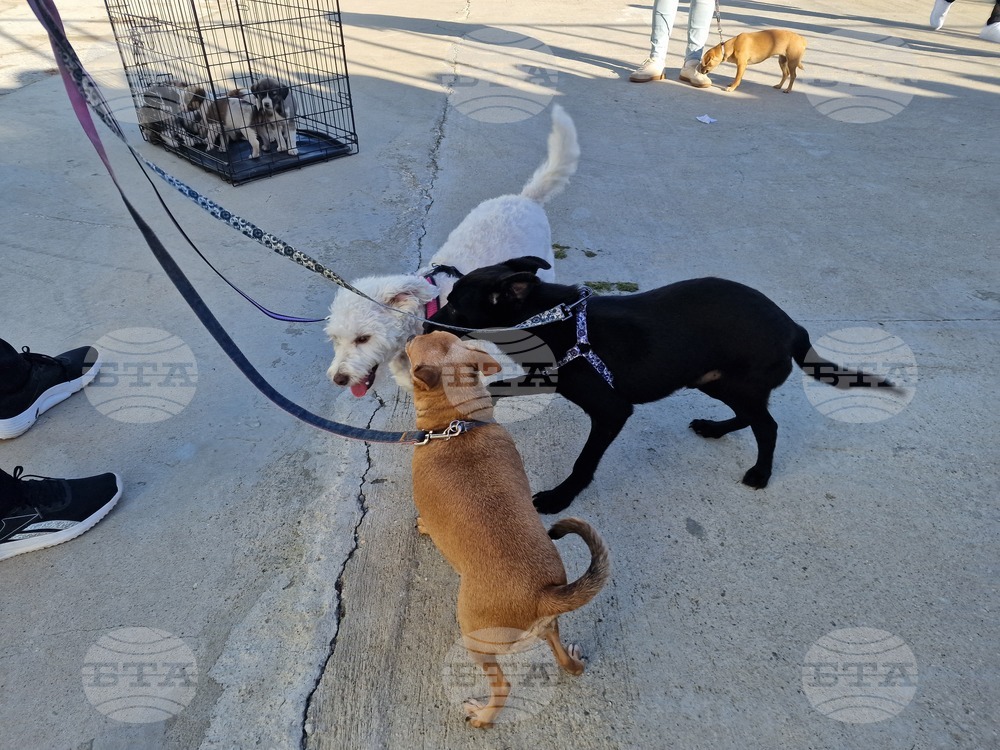 Пазарджик - футбол - Хебър - бездомни животни