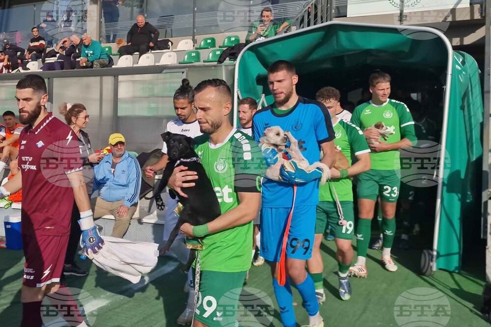 Пазарджик - футбол - Хебър - бездомни животни