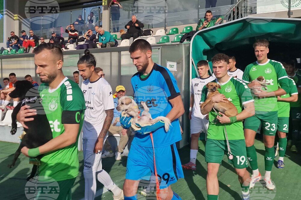 Пазарджик - футбол - Хебър - бездомни животни
