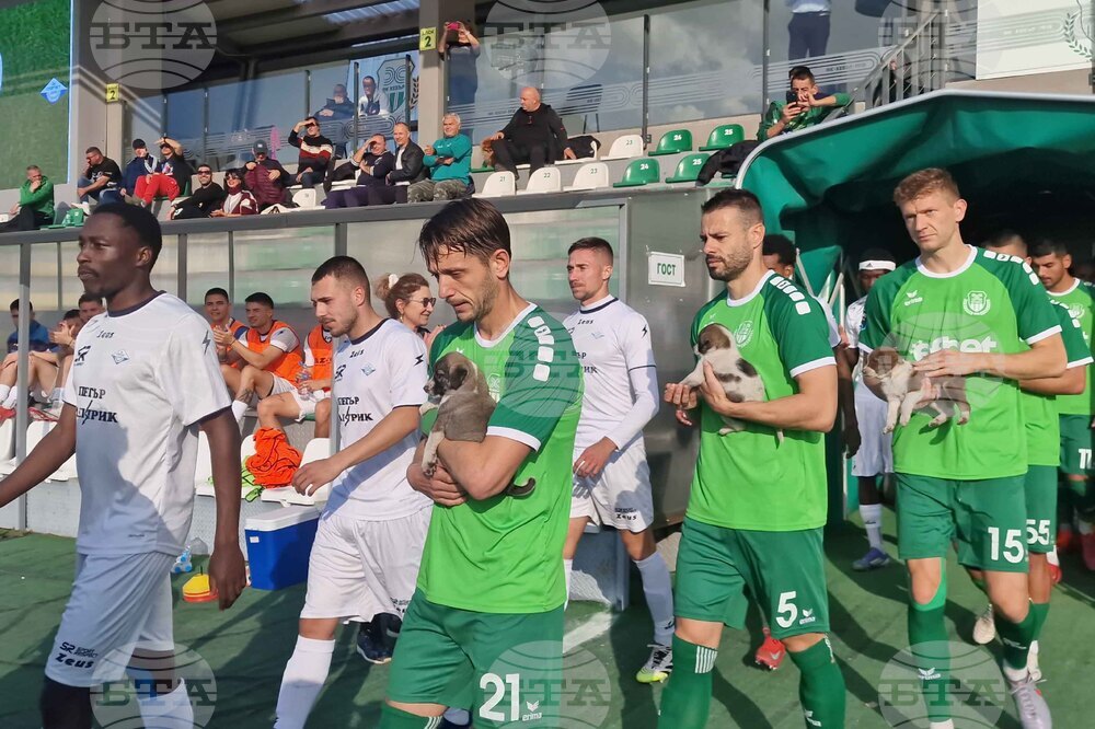 Пазарджик - футбол - Хебър - бездомни животни