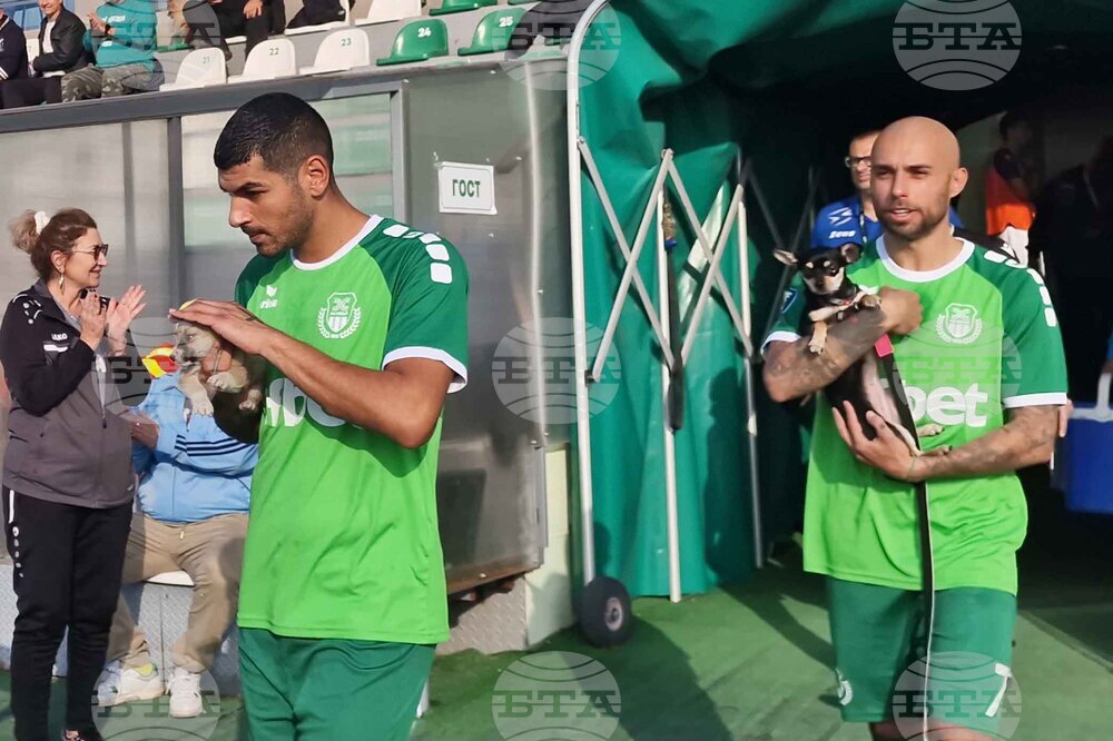 Пазарджик - футбол - Хебър - бездомни животни