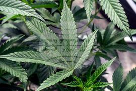 Be Well-Cannabis Use Disorder