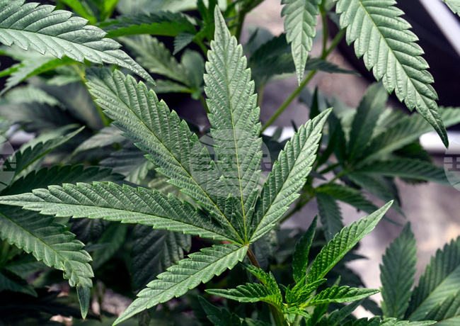 Be Well-Cannabis Use Disorder