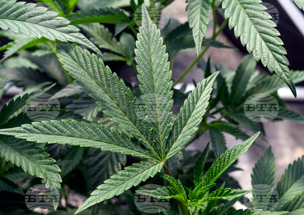 Be Well-Cannabis Use Disorder