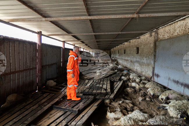Седемстотин глави дребен добитък и две хиляди птици са загинали при наводненията в югозападния албански град Саранда