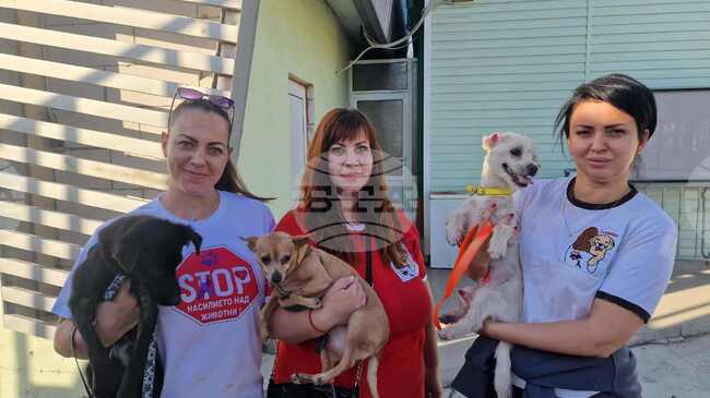 Организацията Pazardjik Animal Welfare се грижи за общо около 100 бездомни животни