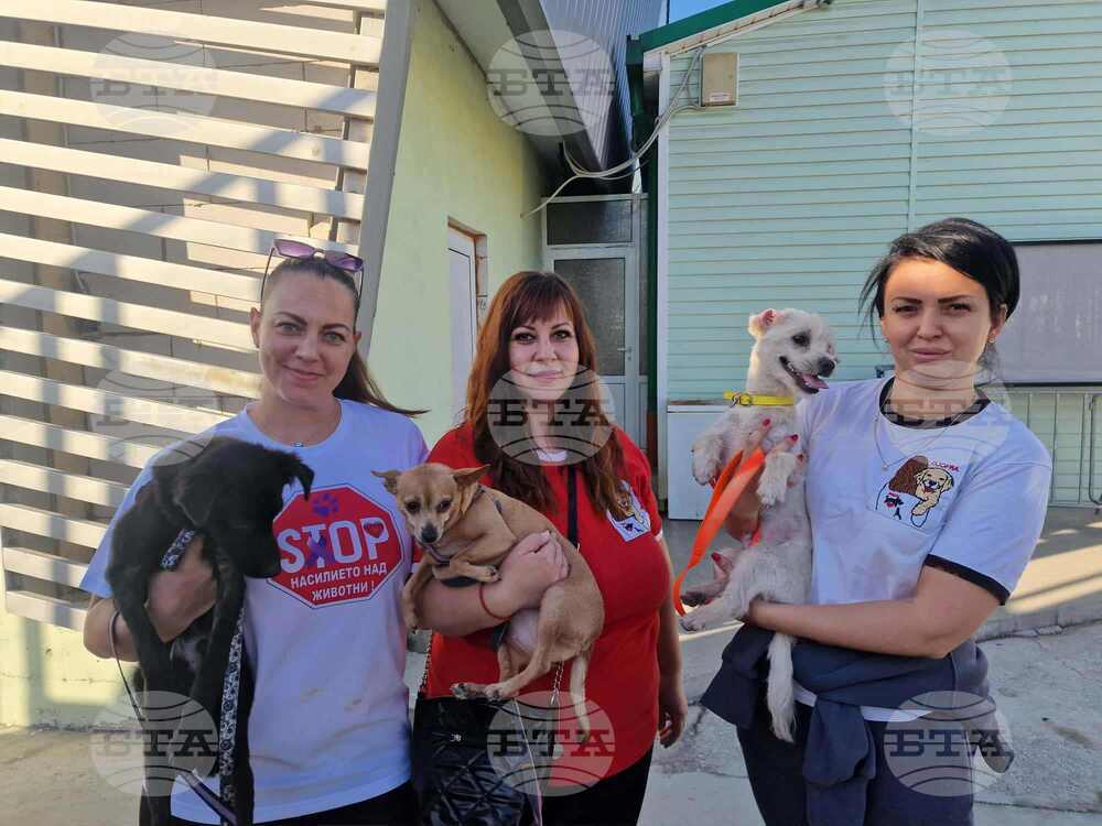 Организацията Pazardjik Animal Welfare се грижи за общо около 100 бездомни животни