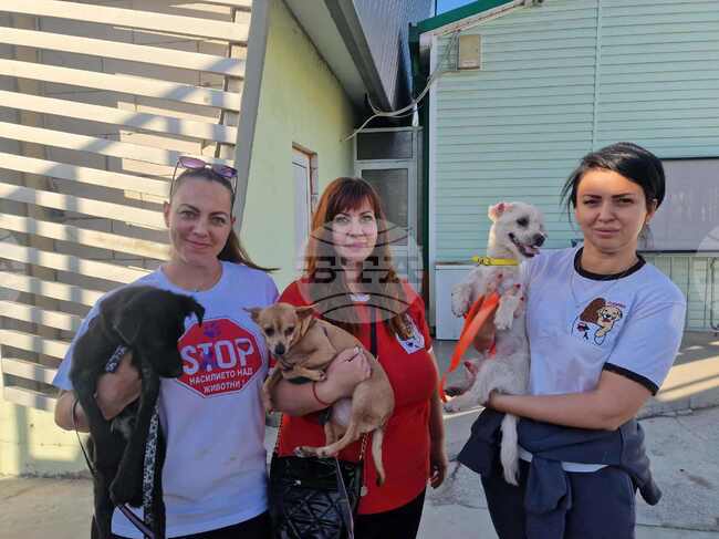 Организацията Pazardjik Animal Welfare се грижи за общо около 100 бездомни животни