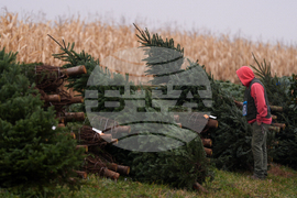 Christmas Tree Auction