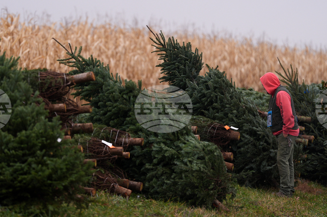 Christmas Tree Auction