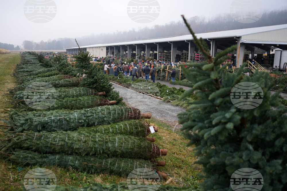 Christmas Tree Auction