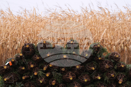 Christmas Tree Auction