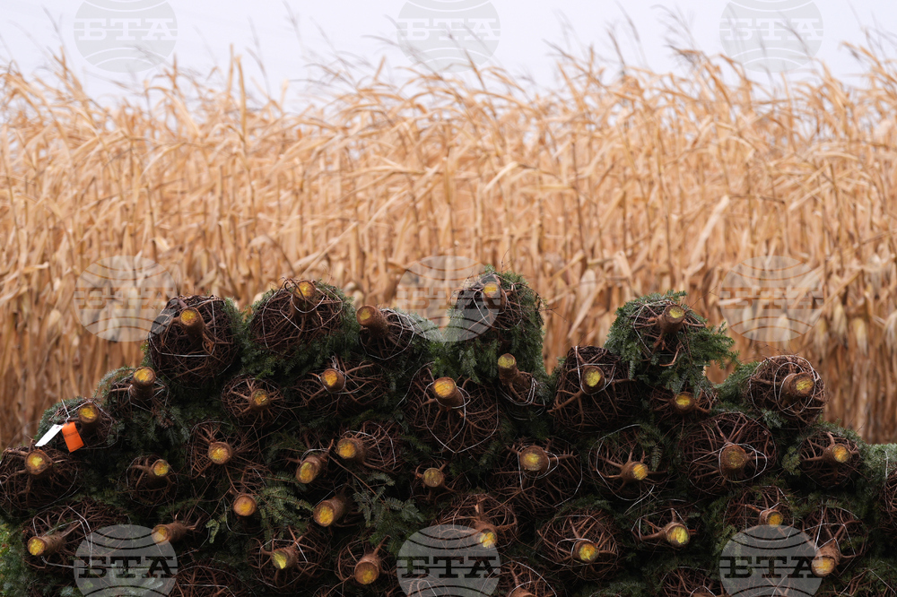 Christmas Tree Auction