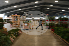 Christmas Tree Auction