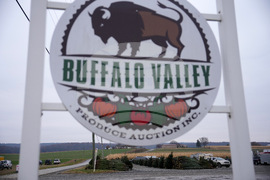 Christmas Tree Auction