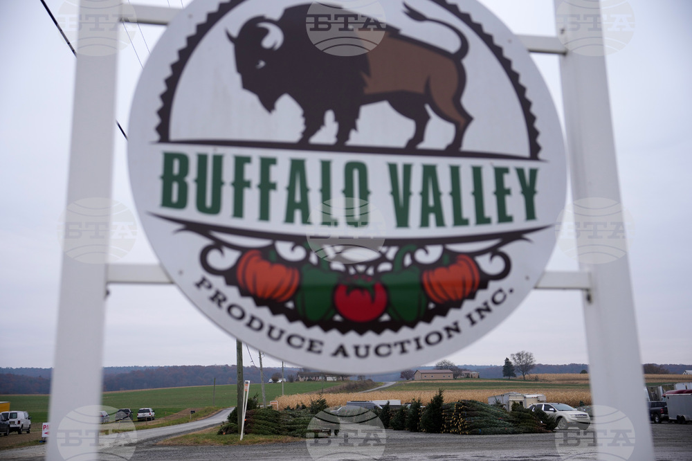 Christmas Tree Auction