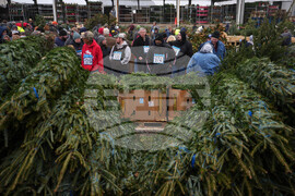 Christmas Tree Auction