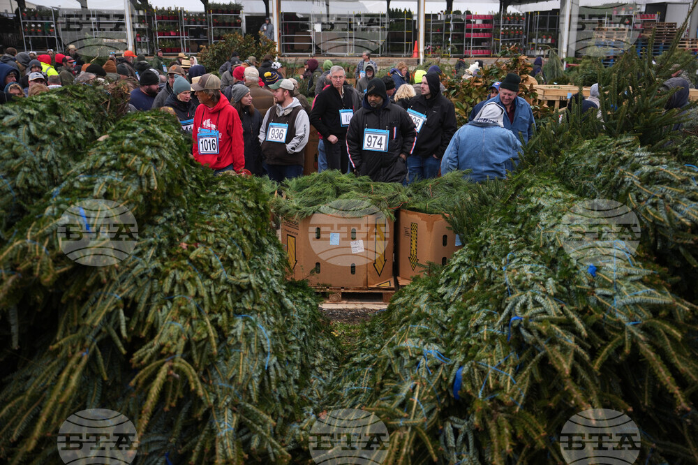 Christmas Tree Auction