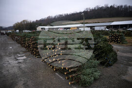 Christmas Tree Auction