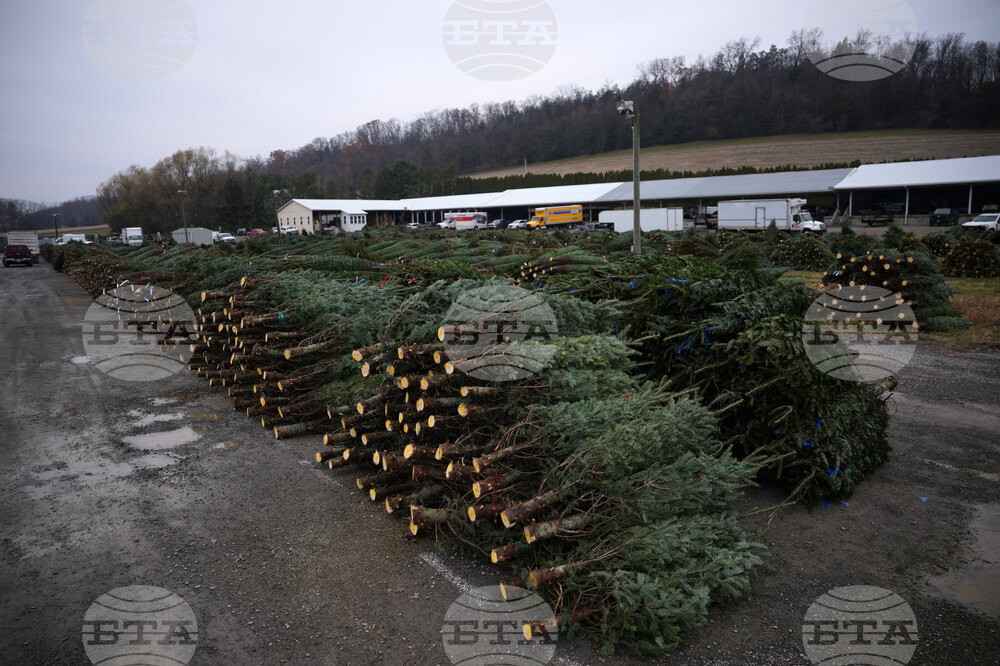 Christmas Tree Auction