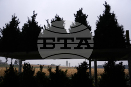 Christmas Tree Auction