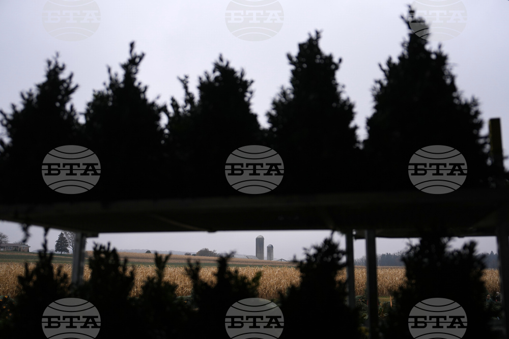 Christmas Tree Auction