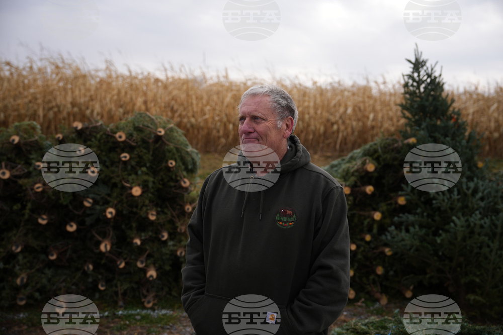 Christmas Tree Auction