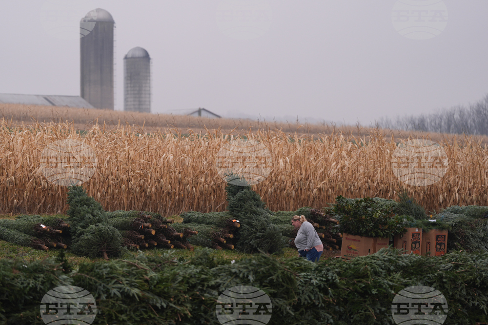 Christmas Tree Auction