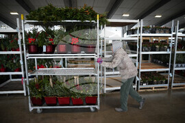 Christmas Tree Auction