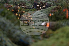 Christmas Tree Auction