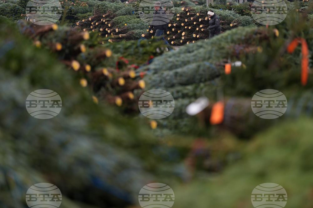 Christmas Tree Auction