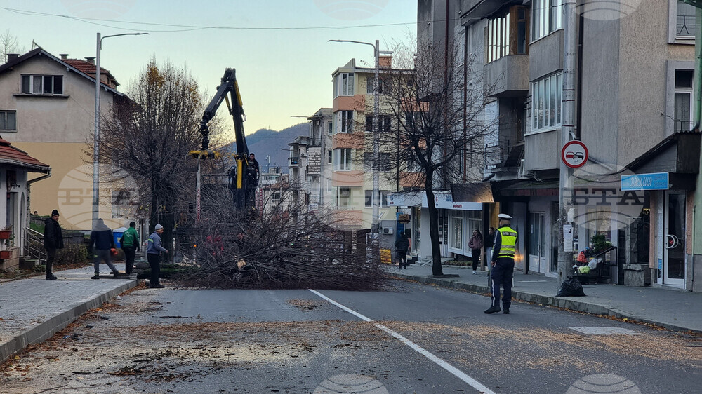 Жители на Смолян протестират срещу продължаващото изсичане на дървета по централния булевард